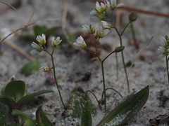 Draba praecox