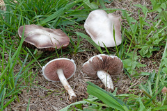 Agaricus braendlei