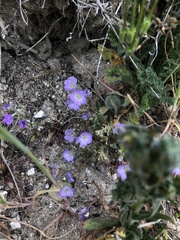 Phacelia douglasii