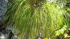 Festuca petraea