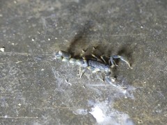 Uroplectes flavoviridis