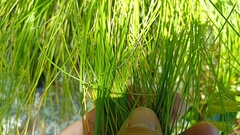 Festuca petraea