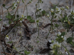 Draba praecox