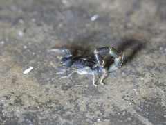 Uroplectes flavoviridis