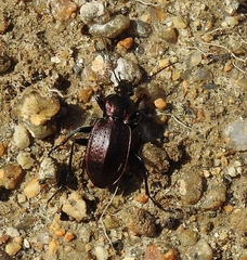 Carabus deyrolei