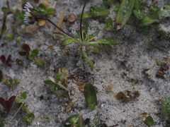 Draba praecox
