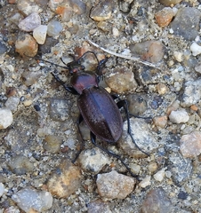 Carabus deyrolei