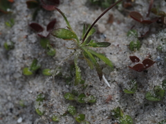 Draba praecox