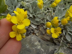 Physaria didymocarpa