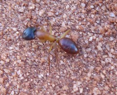Camponotus nigriceps