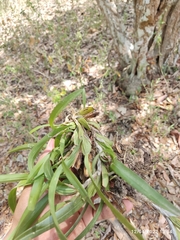 Maxillaria variabilis