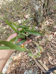 Maxillaria variabilis