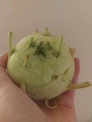 Brassica oleracea gongylodes