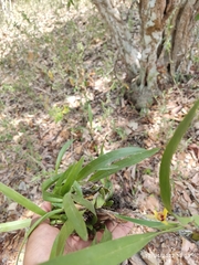 Maxillaria variabilis