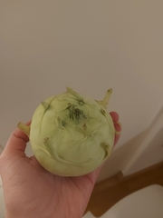 Brassica oleracea gongylodes