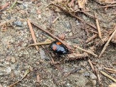 Margarinotus bipustulatus