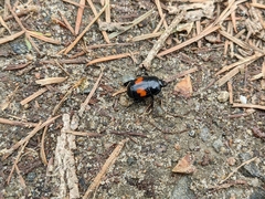 Margarinotus bipustulatus