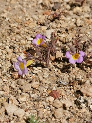 Phacelia bicolor