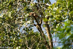 Melanerpes striatus