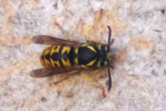 Vespula germanica