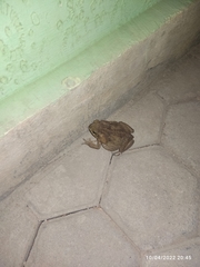 Rhinella horribilis