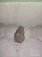 Rhinella horribilis