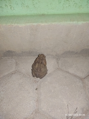 Rhinella horribilis