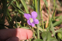Viola reichenbachiana