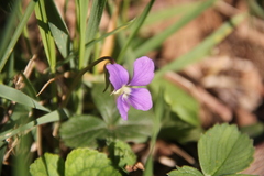 Viola reichenbachiana