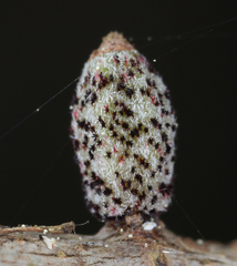 Callirhytis rugulosa