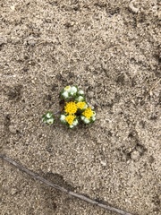 Eriophyllum pringlei
