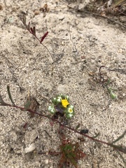 Eriophyllum pringlei