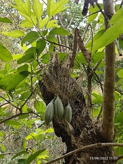 Clowesia