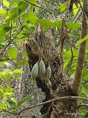 Clowesia