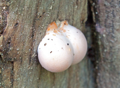 Lycogala flavofuscum