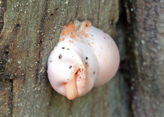 Lycogala flavofuscum