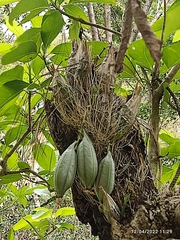 Clowesia
