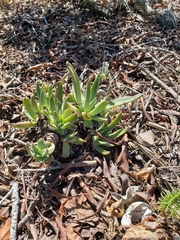 Dudleya caespitosa