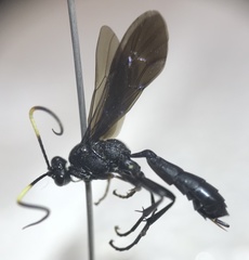 Stenichneumon culpator