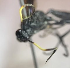 Stenichneumon culpator