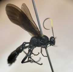 Stenichneumon culpator