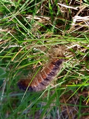 Macrothylacia digramma