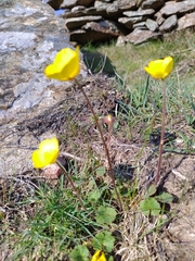 Ranunculus nigrescens