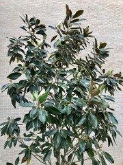 Neolitsea sericea