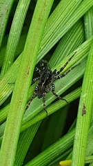 Pardosa prativaga