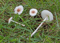 Leucoagaricus coerulescens
