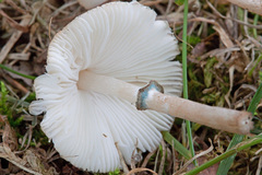Leucoagaricus coerulescens