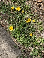 Taraxacum