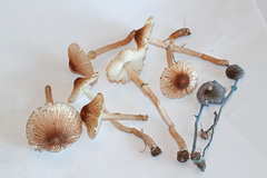 Leucoagaricus coerulescens