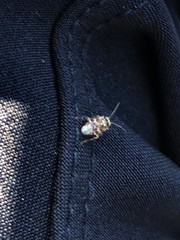 Tropidosteptes